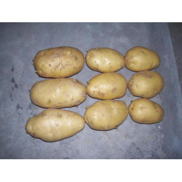 Patata Fresca Amarilla Estándar De Exportación